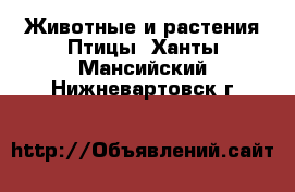 Животные и растения Птицы. Ханты-Мансийский,Нижневартовск г.